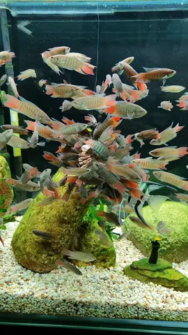 đến giờ cho các em ăn :)) #cácờ #cáthuysinh #cácảnh