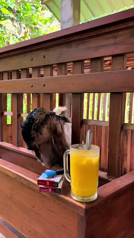 Nyerang adem ademan#peternakmuda #kambing #peternak #sobatngaret #peternaksapiindonesia #peternakindonesia #peternakayam #peternakikan #viral #xybca #fypシ゚ 