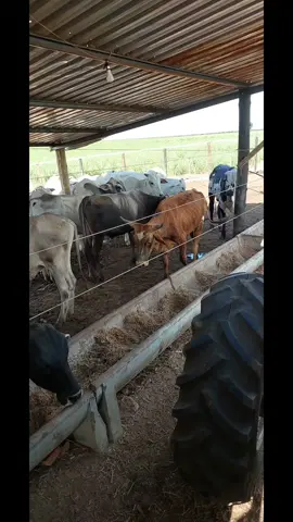 +1 Antes x Depois no confinamento 🐂🥩 #confinamento #agro #bovinos #pecuaria #sitio #agropecuaria #boi #boigordo #brasil 