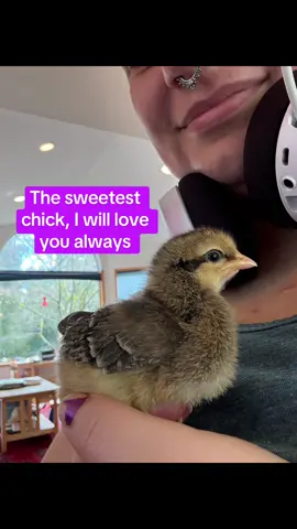 The teenage years are rough.  #chickens #chickensoftiktok #chicks #homesteading #isignedupforthis 