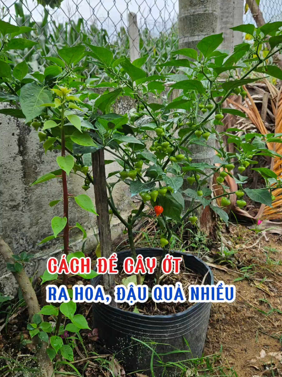 Cách để cây ớt ra hoa đậu quả nhiều. #loanlamvuon #trongot #cayot #ottraitim #raucuqua #phanbon 