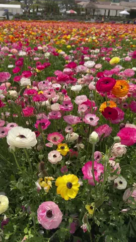 #carlsbad #flowerfields #flowerfieldscarlsbad 