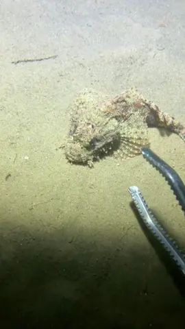 Catch all kinds of seafood from the seabed#catchseafood #nature #beach #oceanexploration #deepsea