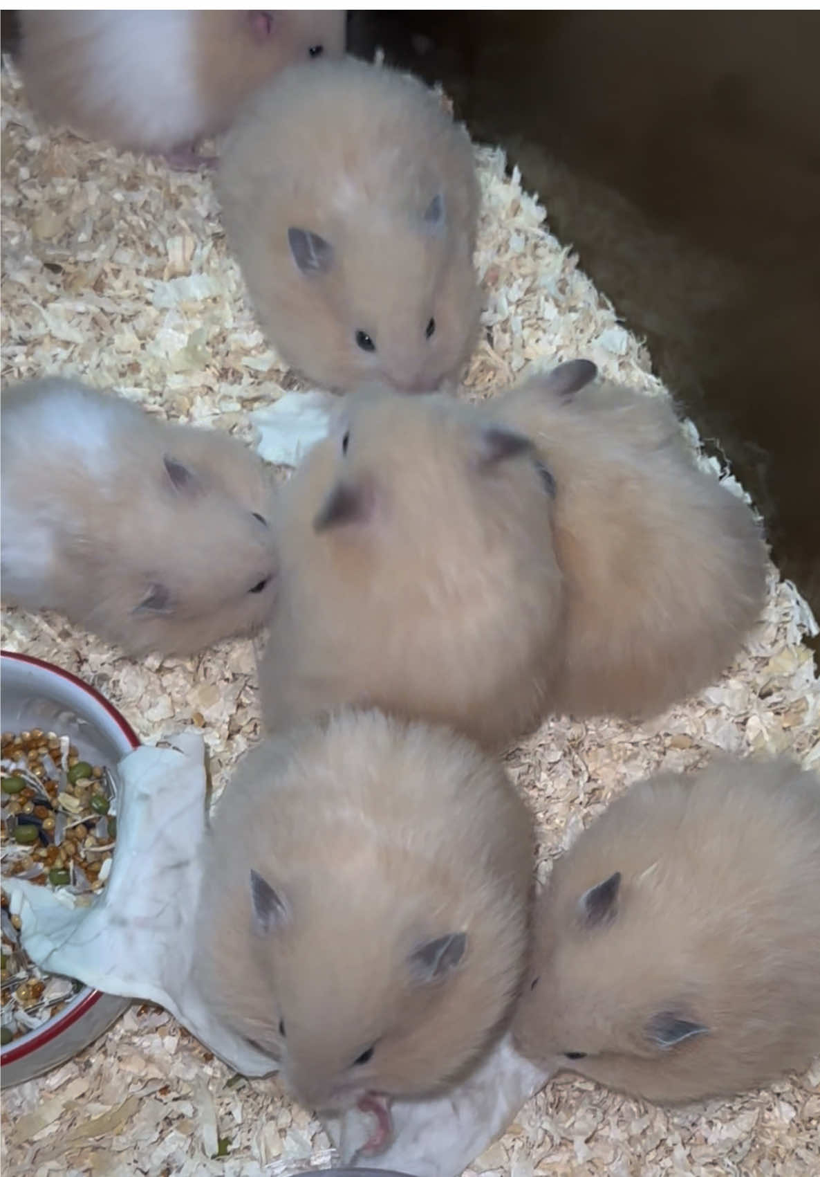 🤏🏻  #hamster #syrianhamster 