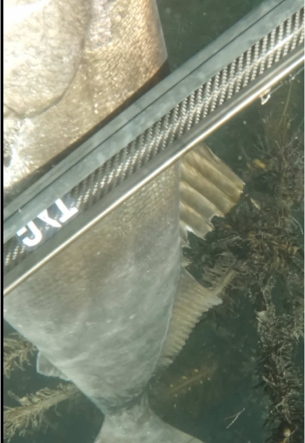 Spearfishing White Seabass! 👀  PDR-100 🎯🎯🎯 (Pack Double Roller 100cm) #whiteseabass  #spearfishing #freediving #spearo #apnea #fishing #pescasub #diving #freedive #pesca #ocean #underwater #spearfish #dive #gopro #pescasub #freediver #spearchannel #saltlife #Sustainability #sustainable #underwaterphotography #vanlife #sailing #catchandcook #backpacking #travel 