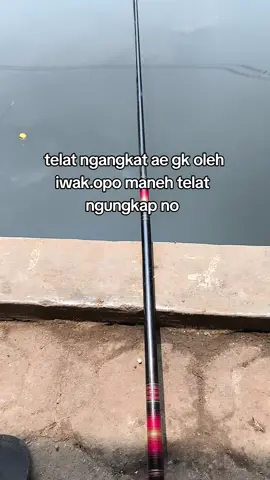 sepill umpan mu seng haup🤣🤌#kolampancing #berandafyp #kolamharian #kolam #patin #lele 