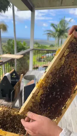 🐝 Want to learn more about bees and beekeeping? 🌿 Join us for our weekly Live beekeeping Q&A with Cedar, Wednesday at 10am AEDT (Tuesday, 5pm PST) Countdown in stories Whether you're a seasoned beekeeper or just bee-curious, we’d love to see you there! Get your questions ready 🐝 💛 #flowhive #beeeducation #liveqanda