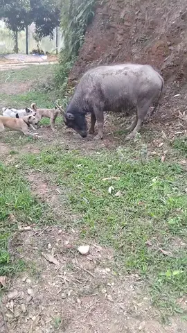 toàn những chân sút ngoại hạng