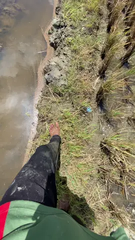 Inpoo pematang lurus lurr#fyp #anakpetani#fypシ゚ #pematang #sawah #foryou #anakpetani🌾 #fypage #traktor #fyppppppppppppppppppppppp #petani #capcut #trending #petanimuda #petanimilenial #petanisukses #ilmupadi🌾 #trend #petanigenz #lewatberanda #wijapaggalung🌾 #operator 