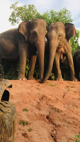 #කොහොමද ඒ අලි රංචුව🐘😱හුරැලු එකෝ පාක් හබරණ🇱🇰🌿#viraltiktok #trending #froyou #1millionviews #tourisamsrilanka🐘❤️🇱🇰🌿 