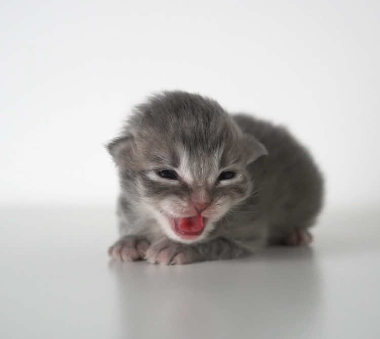 4月6日生まれ。 サイベリアン。 ブルータビー。 #サイベリアン #siberiancat #子猫 #cat #siberian #赤ちゃん #赤ちゃん猫 #猫の赤ちゃん #kitten #baby #babycat #猫 #meow #ブルータビー#猫のいる暮らし 