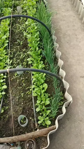 #парник #цибуля #редька #помидор #капуста #бурян 