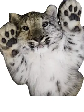 BLEEEH #snowleopard #kitty #meme #kittycat #snowleopards 