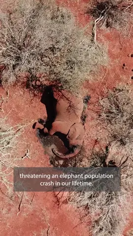 Severe drought is dangerous for people and nature. And they're made worse by the #ClimateCrisis. In 2022, a drought in Kenya threatened lives, livelihoods, and wildlife. This crisis demands urgent climate action.