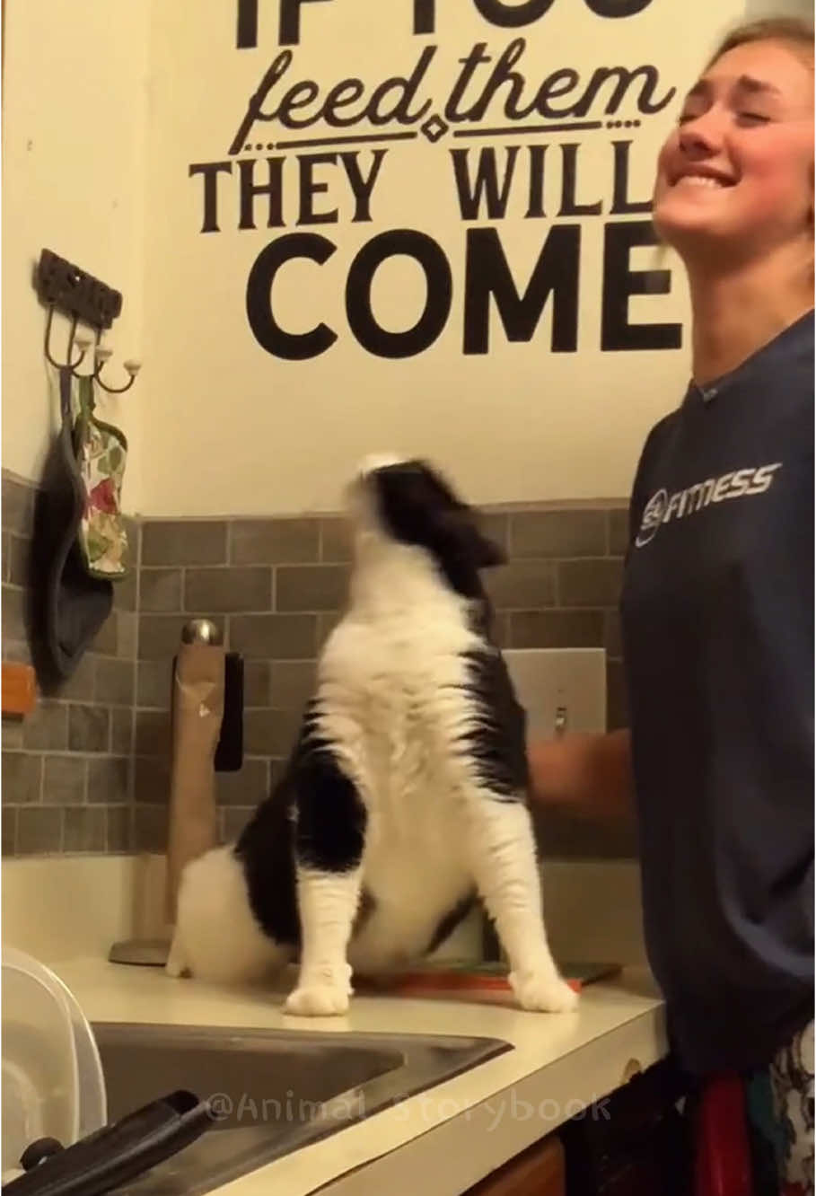 Cat’s sweet spot#cat #funnyvideos #pet #fyp #cutepet #cutecat #catlover #funnycat #catvideo #tiktok 