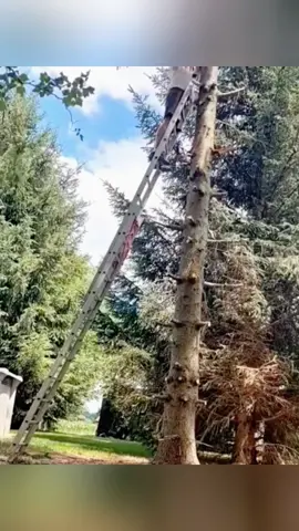 The cracking sound of a falling tree during logging #teework #giant #satisfying #oddlysatisfying #asmr #fyp #fypシ 