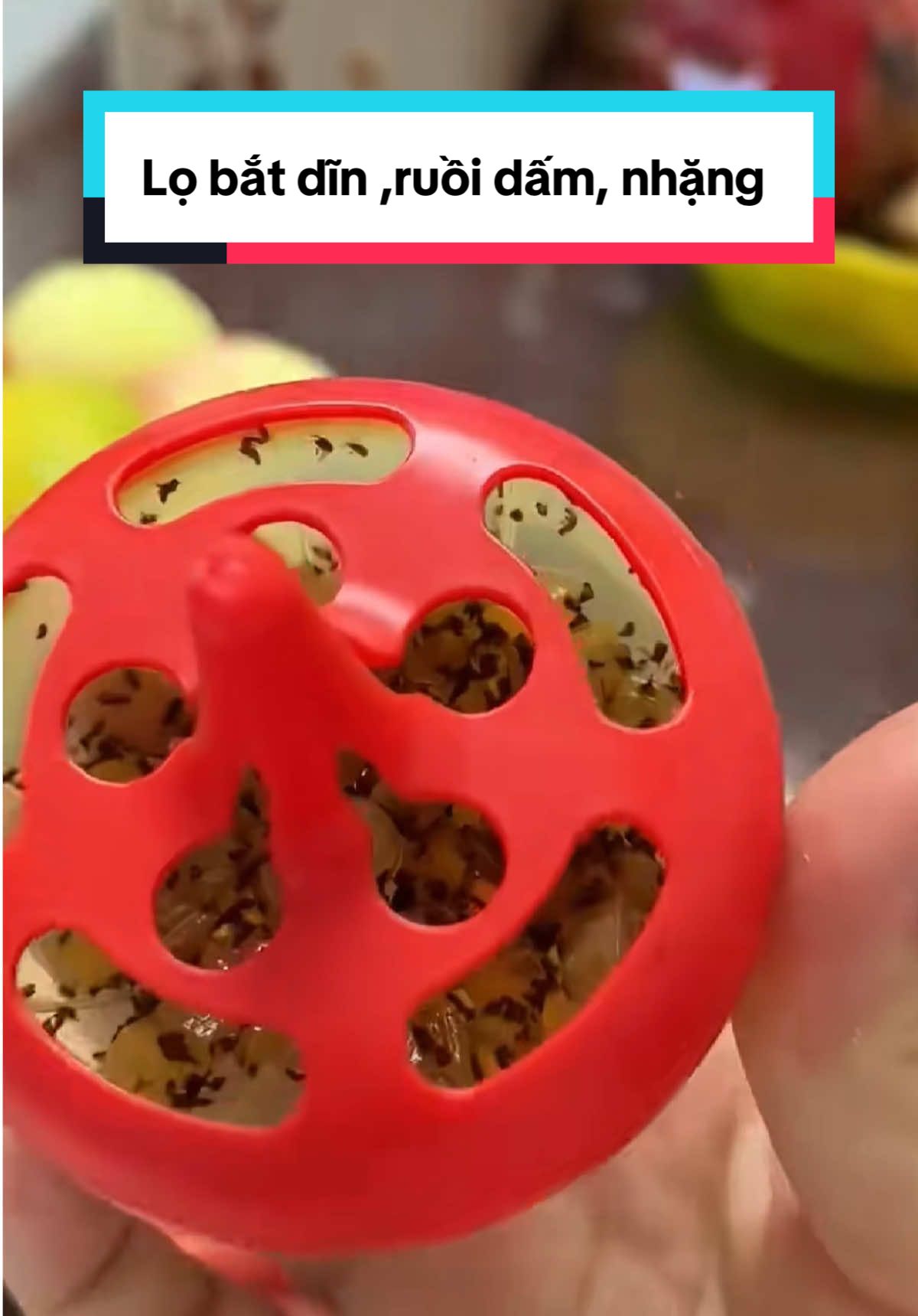 Lọ bắt dĩn dãn, ruồi giấm, nhặng  #xuhuong #lobatdin #lobatdinmuoi #giadungtienich 