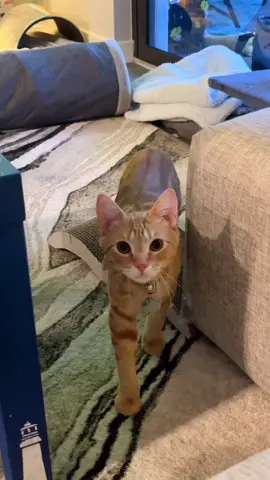 Your cat is hunting you 😈#cat #catsoftiktok #pet #PetsOfTikTok #funny #funnyvideos #fyp #foryoupage #interesting 