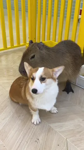#childhood #capybara #fyp 