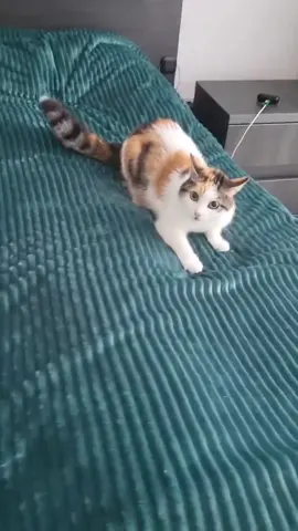 Cat failed.🫠#cute #funnyvideos #funnycats #foryou #catsoftiktok #cat #usaus #funny 