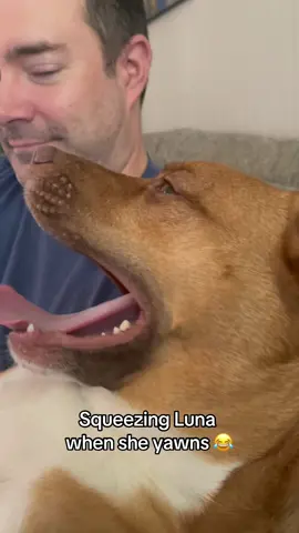 The dogs you haven’t seen is yawning.#funnydog 