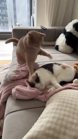 Cat scares cat 🤣🤣#funnyvideos #cat #pet #fyp #funnycat #catoftiktok #funny #catlover 