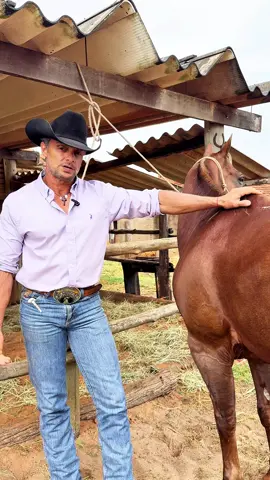 A genética ajuda, mas o que faz um cavalo campeão é treino, sintonia e cuidado. Sem dedicação diária, nenhum talento se transforma em vitória. 🔥🐎 #Dica #ArturZoião #Cavalo #Laçador #Roping #Horse #breakaway #centrodetreinamento #treinamentodelaço #doma #cultura #country #tambor #Lifestyle #4youpg #4yourpage #4youpage #4you #4y