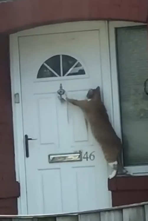Cat:open the door 🤣🤣#funnycat #pet #fyp #catlover #funnyvideos #funnyvideos #catsoftiktiok #cat #cute 