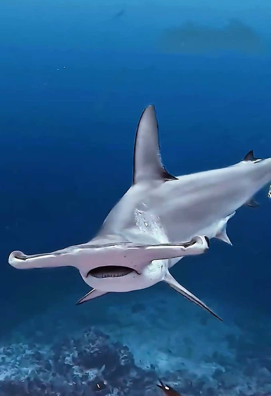 A visual feast of marine life #wildlife #nature #marinelife #foryoupage 