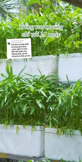 Trả lời @hoanguyen200467 Chỉ sau 21 ngày từ lúc gieo hạt là bạn có thể thu hoạch rau muống nếu trồng theo phương pháp thủy canh. Và đây là cách trồng đơn giản mà bạn có thể tự làm tại nhà để có vườn rau sạch cho gia đình! #rauthuycanh #rausach 