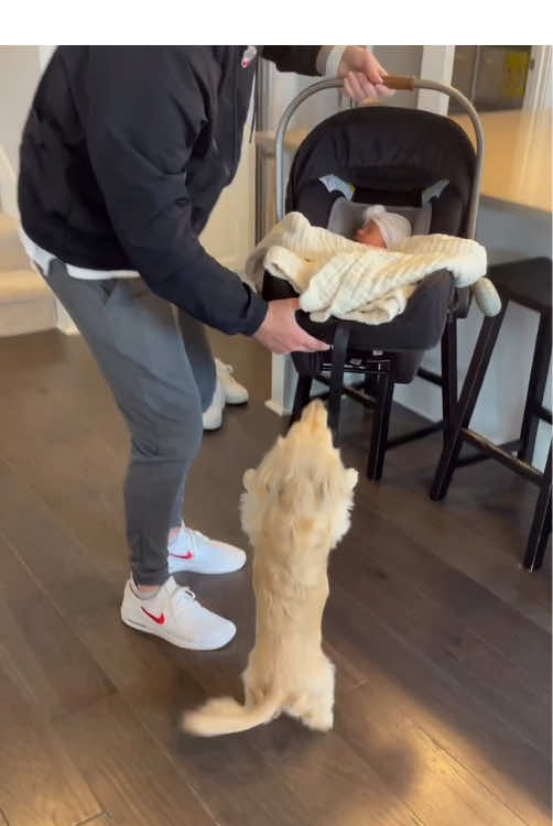 🐶: Hi Baby 👶I love you ❤️#baby #dog #Love #digsoftiktok #cute #bestfriend #foryou #usa🇺🇸 