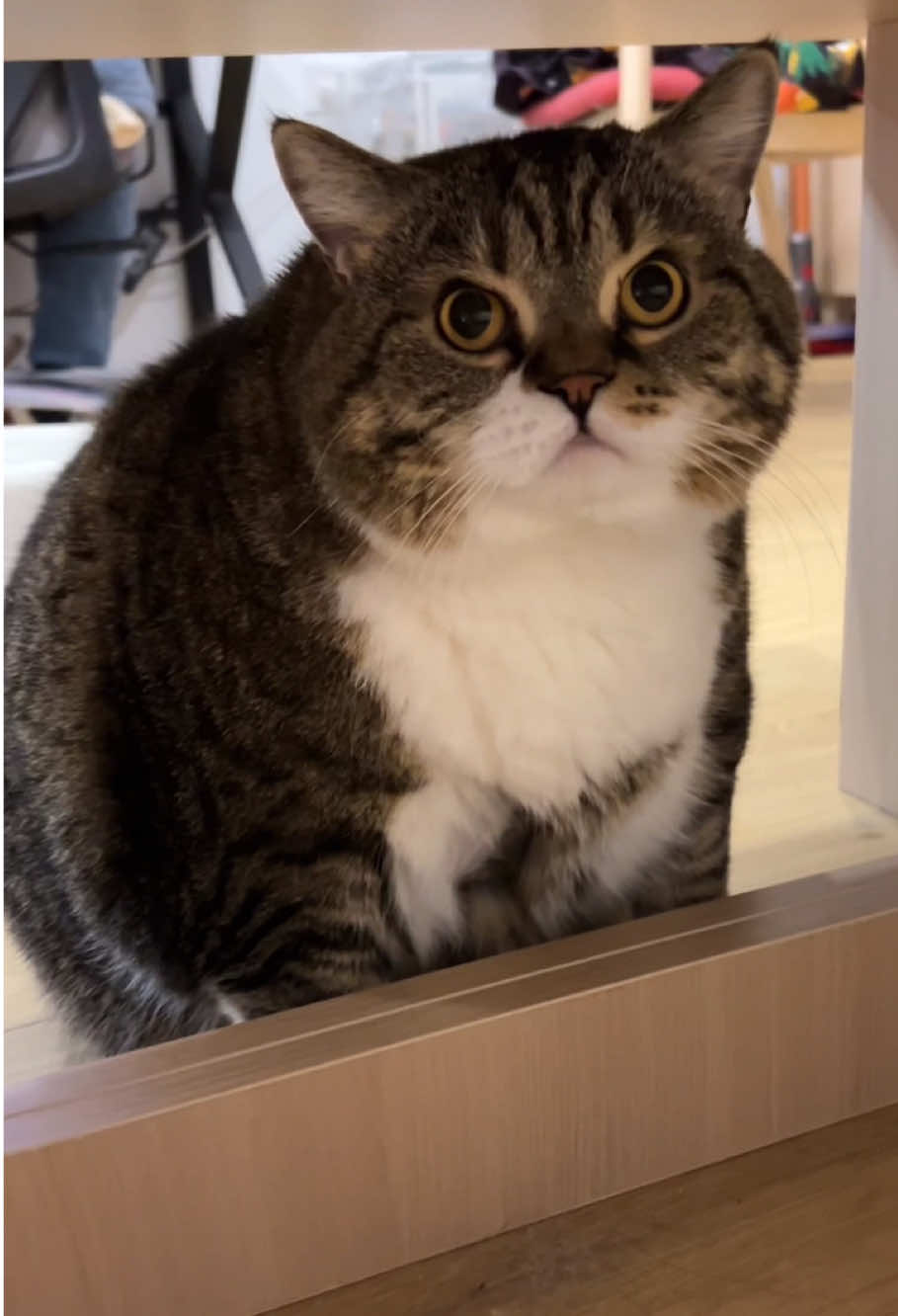 #cat #pet #kitty #catsoftiktok #cutecat 