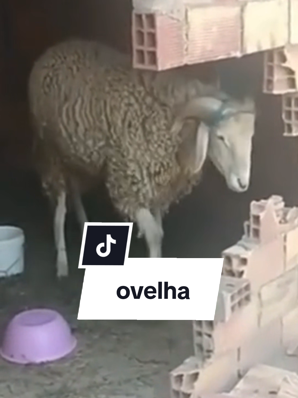 As ovelhas precisam ser tosadas frequentemente! . . #natureza #animal #ovelha 