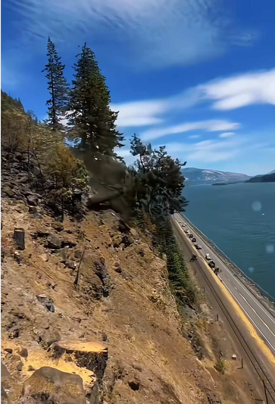 The dead tree falls apart completely #satisfying #fyp #giant #oddlysatisfying #teework #asmr 