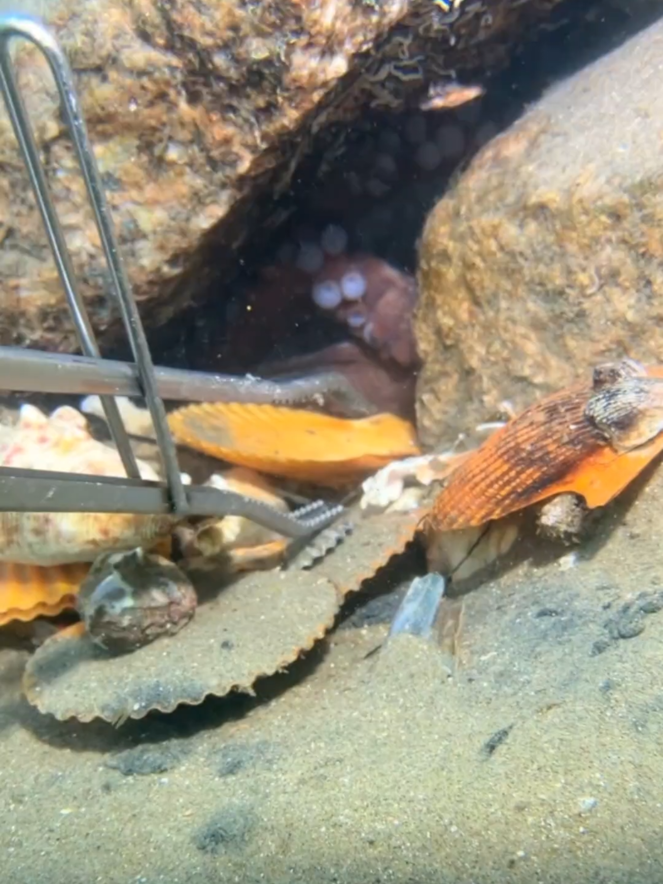 Octopus: This claw belongs to me! The sea cucumber and crab are stunned. #diving #crab #catchthesea #seafood #seaside #fish