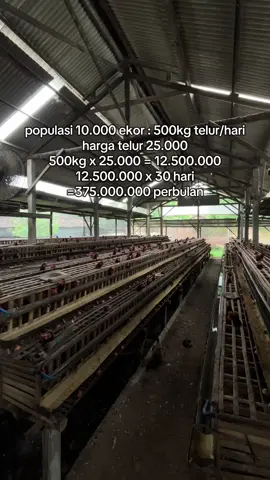 hitung produksi 80% #fyp #pengusahamuda #pengusaha #ayampetelur #ayampetelurindonesia #peternakmuda 