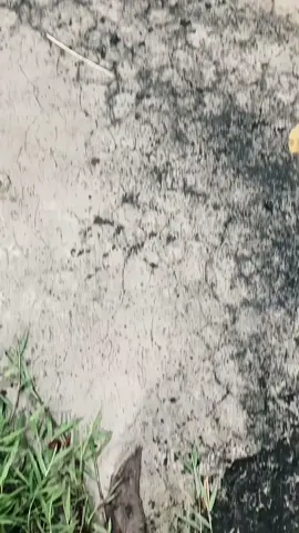 saha iee nyah??#vario125 #ogahjinjit #fouryou 