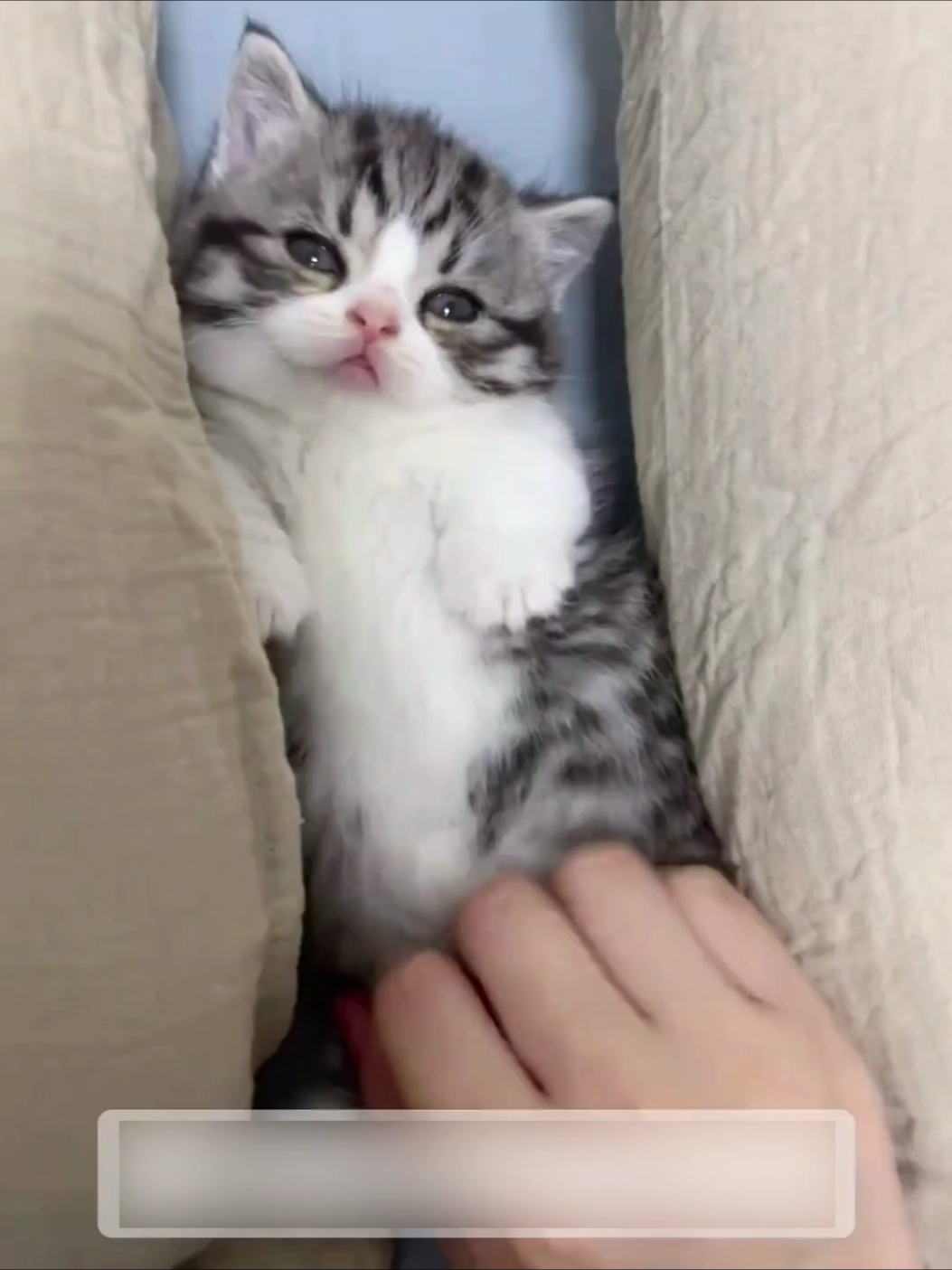 So cute.😊#cats #kitten #pets #cute 