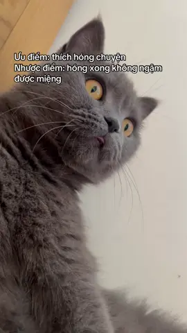 Ghép cái nhạc kịch tính mà trông mặt nó hài quá! #dinhduonghoangthuong #tiktokcat #petsupplies #catlover #fyp #meow #funny #viral 