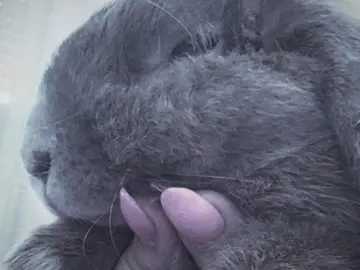 Hoping you’re with nonno🤍 #CapCut #petlosshurts #childhoodpet #bunnyloss #griefandloss 