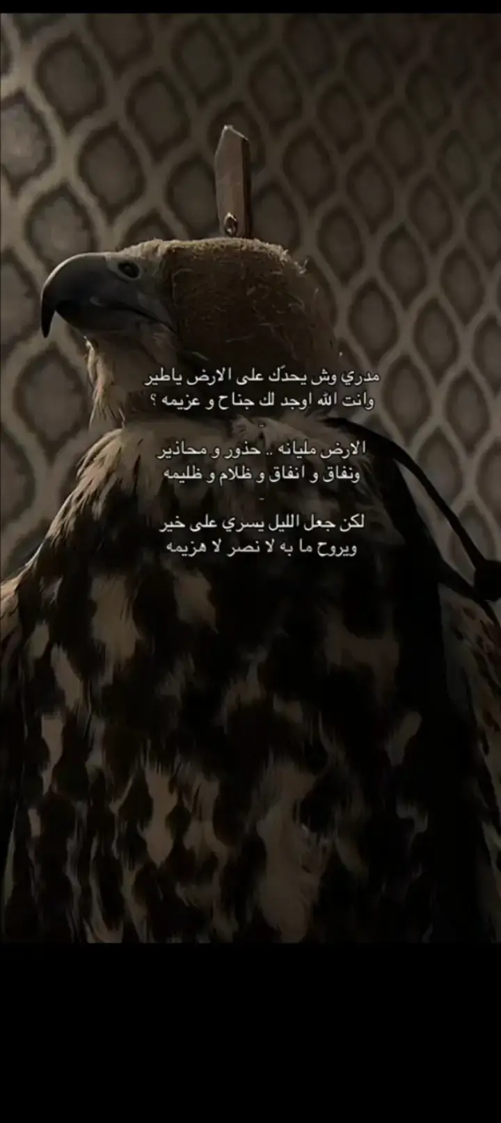 #نجران #fyp #foryou 