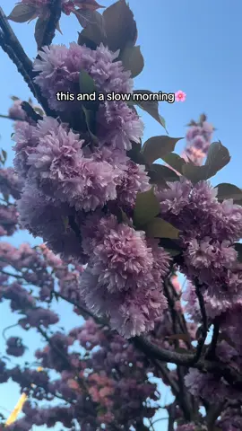 spring is the superior season🌸  #springvibes #aesthetic #naturelovers #springaesthetic #cottagecore