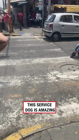 This is amazing ❤️ (🎥: ViralHog) #ladbible #wholesome #servicedog #amazing #wow #dogsoftiktok