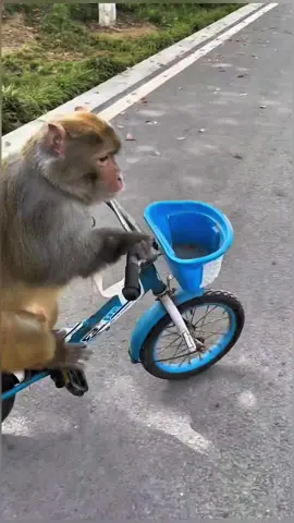 Funny monkeys🐵🙈🙉🤩🥰🥳#tiktok #fyp #foru #monkey #cute 