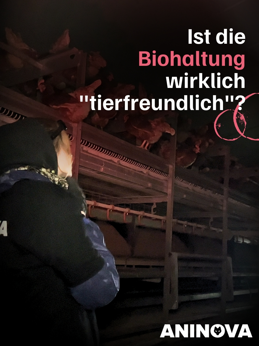 🐔🥚 Als wir letztens in einer Biohaltung für ''Legehennen'' waren, um uns die Missstände dort anzuschauen, ist mir eine Sache wieder besonders aufgefallen: Die Hennen versuchen, so weit wie möglich nach oben zu gelangen. Sie drängen sich auf die höchsten Stangen, manchmal sogar auf Lampen. In Freiheit schlafen Hühner gern auf Bäumen – hier bleibt ihnen nur das kalte Metall. Ein weiteres Beispiel dafür, warum auch Bio keine ''tierfreundliche Lösung'' ist ❗️🌱 #aninova #Tierrechte #Vegan #nutztier #tierwohl #tierschutz #hennen #eier #hühner #ei #legehennen #veggie #vegetarisch #bio #bioeier #biolandwirtschaft #biohühner