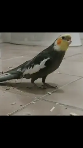 My cute bird 🐦🐦#cockatielsoftiktok #animalsoftiktok #whiistle #viral #whistlingparrot #petbird #viralvideo #sweet #cockatilsbirds #alarmclock #100k #cute #happybird #parrotlife #1m #1millionaudition #PetsOfTikTok #foryoupage #foryou #birds 
