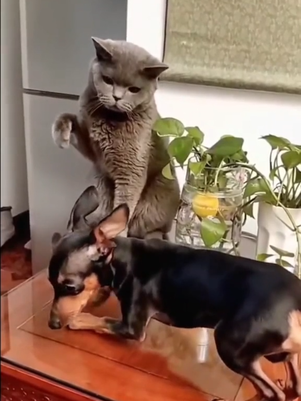 Cat bullying dog #кіттіктокер #кітукраїнець #кіт #cattok #catlover #cats #catsoftiktok #cat #cute #кот #kitten #котики #коты #котенок #котикиприколы #котыприколы #смешное #смешныеживотные #собака #собакадругчеловека #собаки #dog #dogsoftiktok #dogs #doglover #tiktok #собакиприколы #котики #котикиприколы #кумеднікоти #catsoftiktok #yellowcat #котысобаки #котята #котыприколы #собакиприколы #приколы #лучшее
