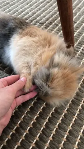 Weekend mode 🤎 Follow @gebruederflausch for more cute stuff. . . . . . #bunnylove #bunnystagram #bunnyrabbit	 #bunnyears #bunnygram #bunnyoftheday #bunnylife #bunnylover #bunnylovers #kaninchen #bunnyofinstagram #bunnyhop	 #bunnyworld #bunnysofinstagram #bunnyworldwide #bunnybunny #bunstagram #hasen #littlebunny #lionheads #reeloftheday #housebunny #houserabbit #bunniesoftheworld #bunniesworldwide #bunnies #rabbitlife #rabbits #rabbitstagram #rabbitlove 