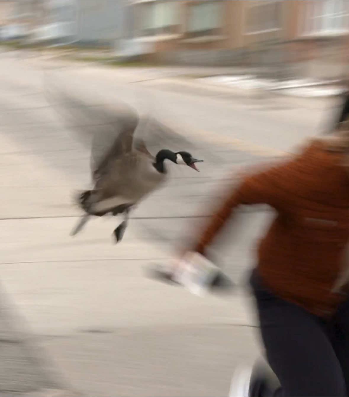 Geese aren’t playing this time of year 😅   #goose #canadagoose #gooseattack #reporter 