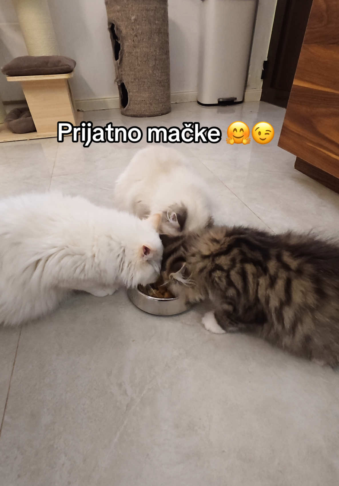 Nova domaća poslastica za mačke koju VOLE 😉 Probajte i vi da napravite 😊 #cat #kitten #viralvideo🔥 #siberiancat #catfood #cattreat #homemadefood #cattiktok #nevaangels 